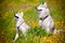 Two Siberian Huskies portrait outdoors
