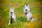 Two Siberian Huskies portrait outdoors