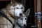 Two Siberian husky in a cage.