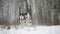 Two Siberian husky dog funny running outdoor in snowy field at winter day. Slow Motion, Slo-Mo