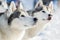 Two siberian husky dog outdoor face portrait. Sled dogs race training in cold snow weather. Strong, cute and fast purebred dog for
