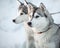 Two siberian husky dogs closeup