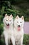 Two siberian husky dogs closeup portrait green back