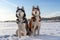 Two Siberian Husky dogs. Husky dogs winter background. Snow.