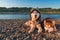 Two siberian husky dogs lie side by side on the shore. Portrait on the evening summer beach background.