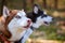 Two Siberian Husky dogs profile portrait with blue eyes and brown white black coat, cute dogs breed