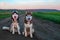 Two Siberian husky dogs sit on a dirt road in the middle of the green fields. For life design. Copy space.