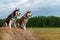 Two Siberian husky dogs sit on a haystack against the background of a field, forest and sky with clouds.