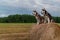 Two Siberian husky dogs sit on haystack against the background rural field, green forest and sky with clouds. Copy space.