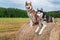 Two Siberian husky dogs sit on haystack on the background field, forest and sky with clouds. Copy space.