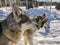 Two Siberian Husky dogs are tired after the race and almost sleeping. Husky dogs has black and white coat color. Snowy white