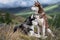 Two Siberian husky dogs on walk in autumn mountains. Dogs look around. Beautiful husky on background of misty wooded mountains