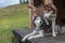 Two Siberian husky dogs on wooden porch  house in mountains