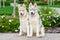 two Siberian husky puppies on colored leashes sitting near flower bed in the park in summer