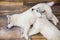 Two Siberian husky puppies at home lying on the floor. lifestyle with dog