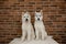 Two Siberian husky puppies at home sit and play. lifestyle with dog