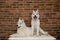 Two Siberian husky puppies at home sit and play. lifestyle with dog