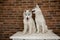 Two Siberian husky puppies at home sit and play. lifestyle with dog