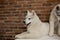 Two Siberian husky puppies at home sit and play. lifestyle with dog