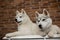 Two Siberian husky puppies at home sit and play. lifestyle with dog