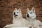 Two Siberian husky puppies at home sit and play. lifestyle with dog