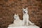 Two Siberian husky puppies at home sit and play. lifestyle with dog