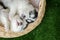 Two siberian husky puppies sleeping in a wicker bed