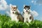 Two Siberian husky puppy on grass