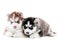 Two Siberian husky puppy isolated