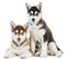 Two Siberian husky puppy isolated