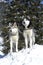 Two siberian huskys sitting in a snowy landscape