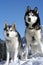 Two siberian huskys sitting in a snowy landscape