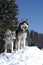 Two siberian huskys sitting in a snowy landscape