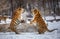 Two Siberian tigers are fighting each other in a snowy glade. China. Harbin. Mudanjiang province.