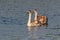Two, sibling, immature Mute Swans.