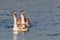 Two, sibling, immature Mute Swans, Cygnus olor.