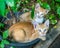 Two sibling kittens lay inside flowerpot