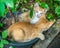 Two sibling kittens lay inside flowerpot