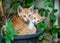 Two sibling kittens lay inside flowerpot