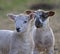 Two sibling lambs