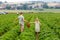 Two siblings, preschool girl and school boy having fun with picking on strawberry farm in summer. Children, sister and