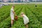 Two siblings, preschool girl and school boy having fun with picking on strawberry farm in summer. Children, sister and