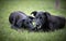 Two siblings rescued black dogs playing nature background