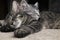 Two sibs illuminated little cats kitties sleeping together on the plush ground with dark background.