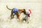 Two Sighthounds on a finish of lure coursing competition