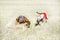 Two Sighthounds on a finish of lure coursing competition