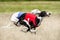 Two Sighthounds lure coursing competition. First flight phase of