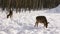 Two Sika deer in the winter forest