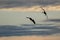 Two Silhouetted Geese Flying in the Beautiful Sunset Sky