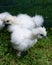 Two silkie chicks on yard in a poultry enclosure